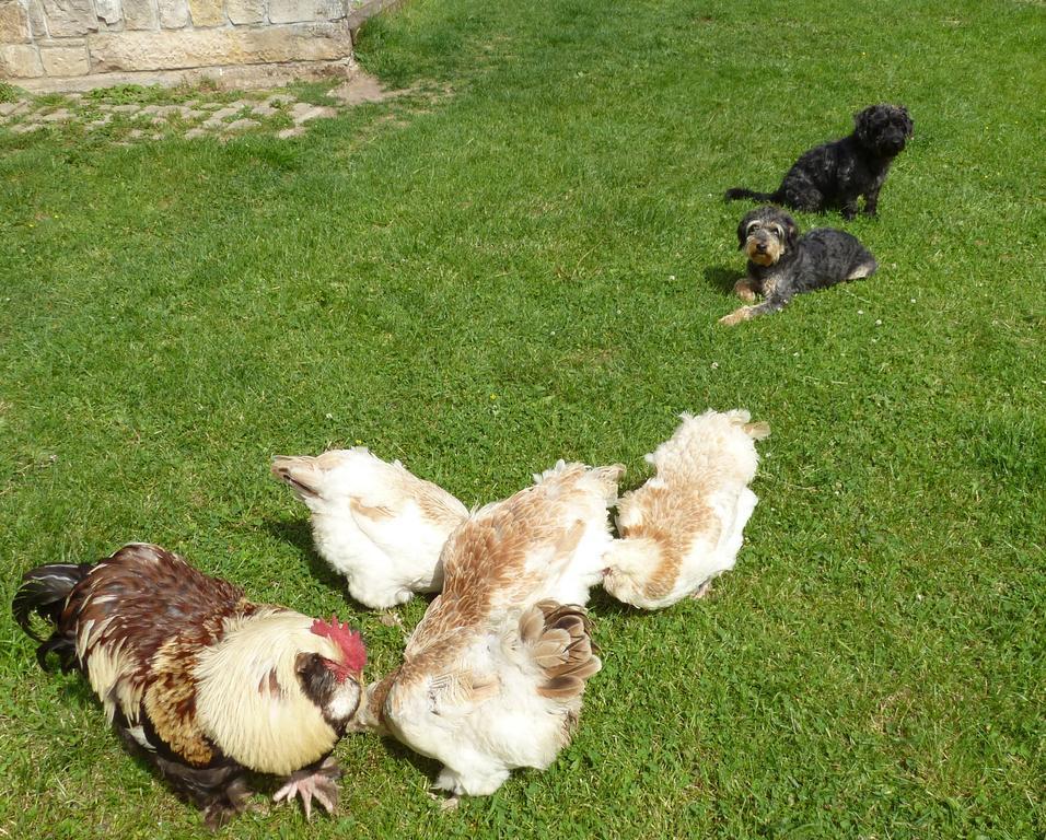 Fewo Gutendorf Bad Berka Cameră foto